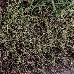 Polygonum (knotweed)